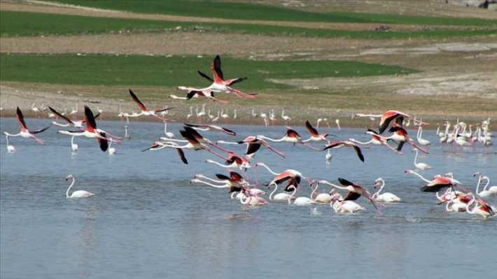 Kuş cenneti Tuz Gölü’nün misafir flamingoları evlerine gelmeye başladı