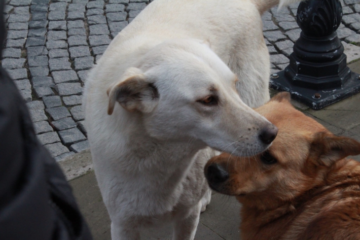 Onlar Birer Dost / Köpekler