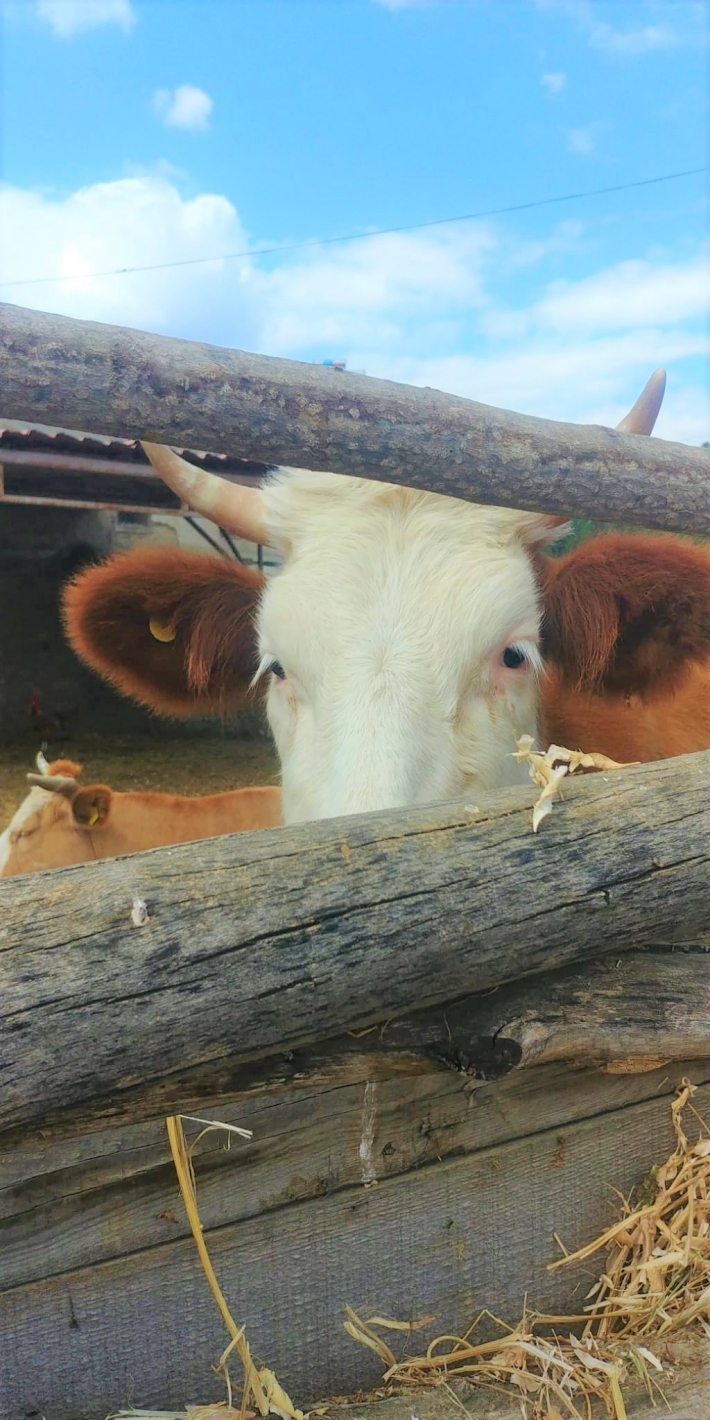 İneklerin çenesini günde 40.000 kez hareket ettirdiğini biliyor muydunuz?