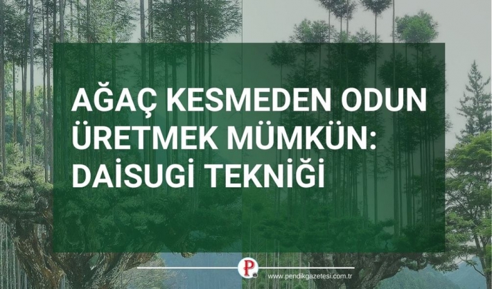 Ağaç Kesmeden Odun Üretmek Mümkün: Daisugi Tekniği