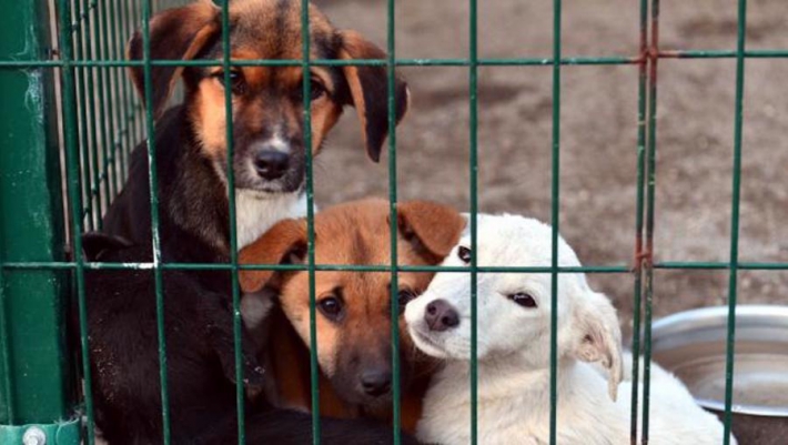 Başıboş köpek sorunu nasıl çözülebilir?