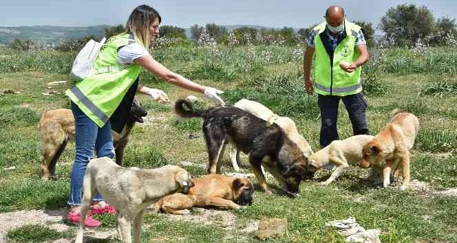 Bursa Büyükşehir Belediyesi 23 bin 366 hayvanın tedavisini gerçekleştirdi