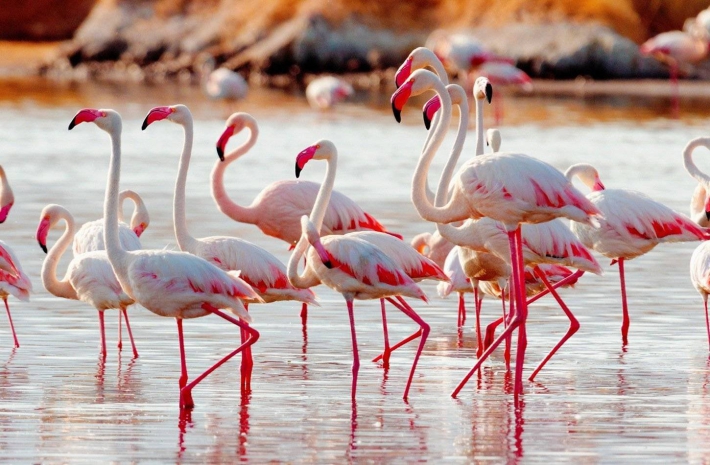 Flamingo özellikleri nelerdir, Flamingo nasıl beslenir?