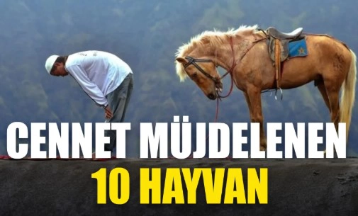 Cennet İle Müjdelenen Hayvanlar