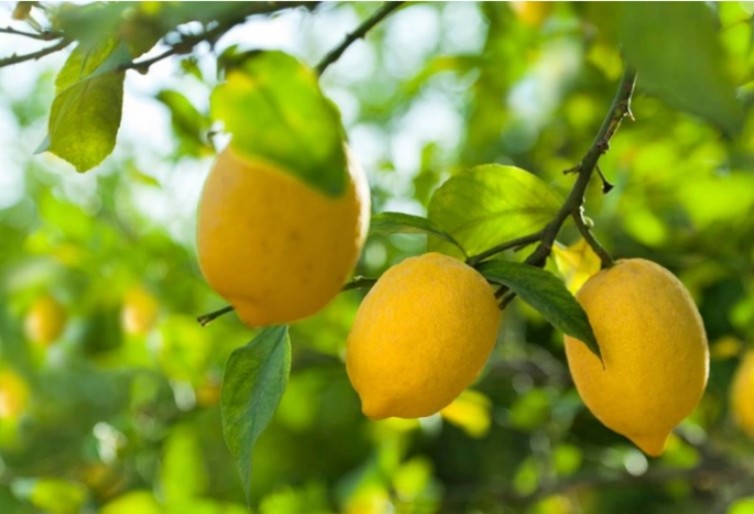 Limonun İnanılmaz Faydaları