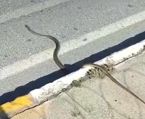 Pendik'te Sokak Ortasında Yılan Görüldü