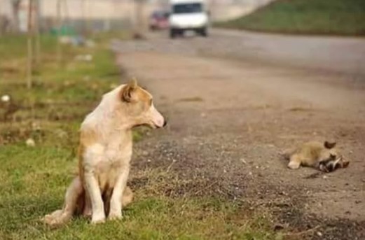 Trafik Kazalarında Hayvanların Tedavi Masraflarını Sigorta Karşılıyor!