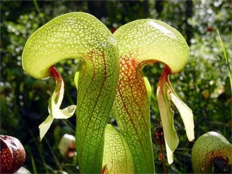 Attenborough sürahi bitkisi (Nepenthes Attenboroughi)