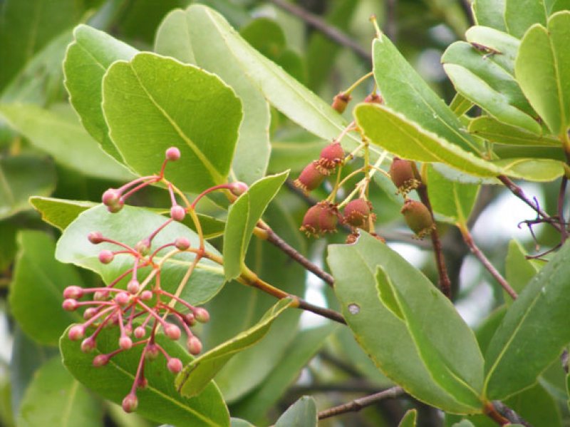 Denizanası ağacı (Medusagyne oppositifolia)
