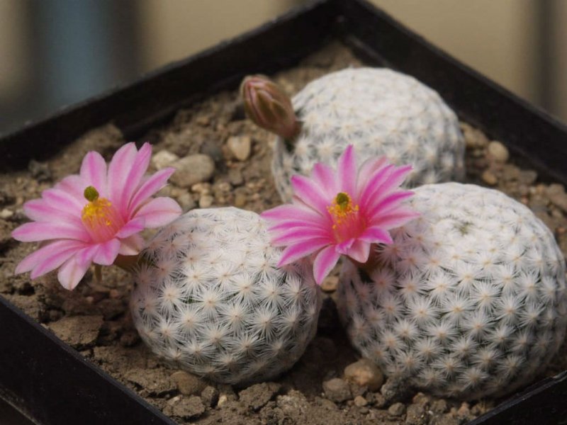 Golf topu (Mammillaria herrerae)