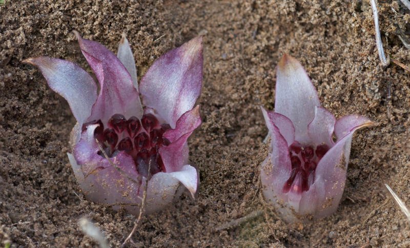 Yeraltı orkidesi (Rhizanthella gardneri)
