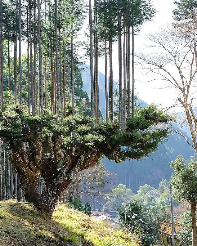 Japonya Sedir Ağacı