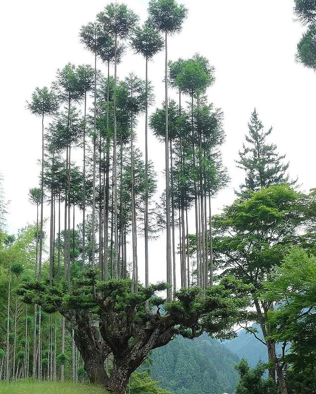 Daisugi Tekniğinde kullanılan Japonya Sedir Ağacı