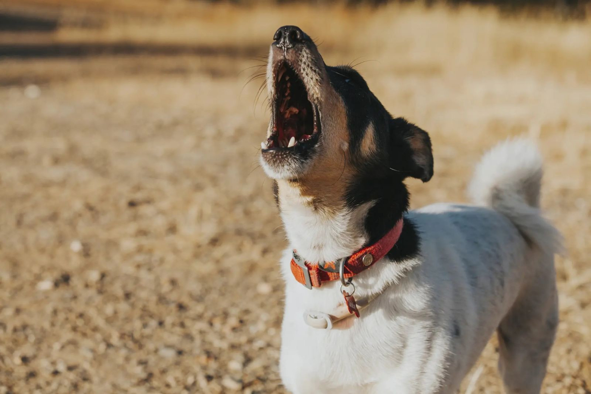 Köpeklerin deprem öncesinde meydana gelen düşük frekanslı titreşimleri, sismik dalgaları ya da havada oluşan gaz kokularını hassas duyu organları ile hissetmeleri son derece normal kabul edilmektedir.