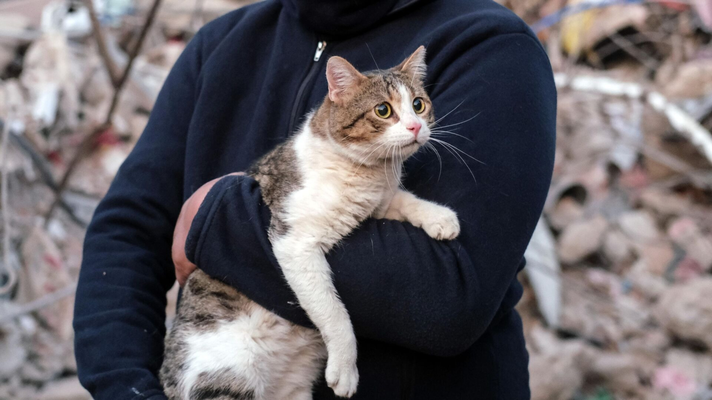 Peki, Hayvanlar depremi hisseder mi? Kuşlar, kediler, köpekler, balıklar depremi hisseder mi? Hayvanlar deprem öncesinde nasıl tepkilerde bulunurlar?  İşte detaylar haberimizde yer alıyor...