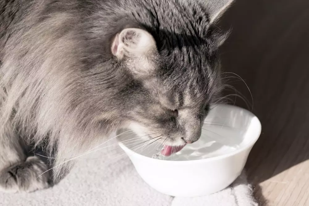 Kedinizin suyu her zaman temiz olmalı. Kaptaki durgun su daha hızlı bakteri, toz toplar ve burnu hassas olan kediler bu suyun içilmemesi gerektiğini anlar. Su kabının plastik olması kötü kokuyu daha da artıracaktır. Kedilerin böbrekleri hassas olduğu için bol bol sıvı tüketmeleri gerekir. Ayrıca evin iki farklı noktasına su kabı koyabilirsiniz.